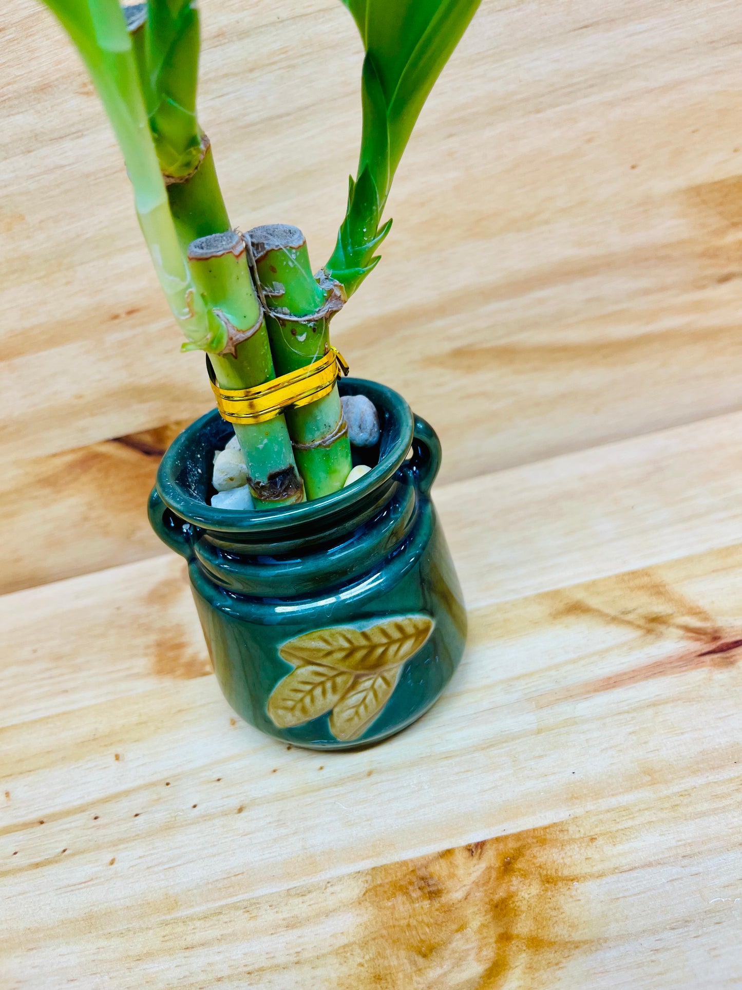 Lucky Bamboo 4”4”6” en jarrón de cerámica