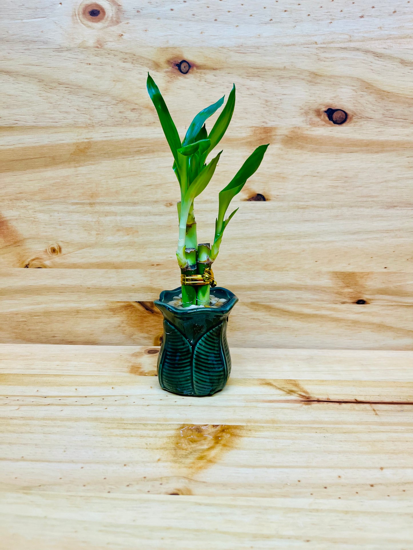 Paquete de 3 jarrones de cerámica Live Lucky Bamboo de 4”4”6”