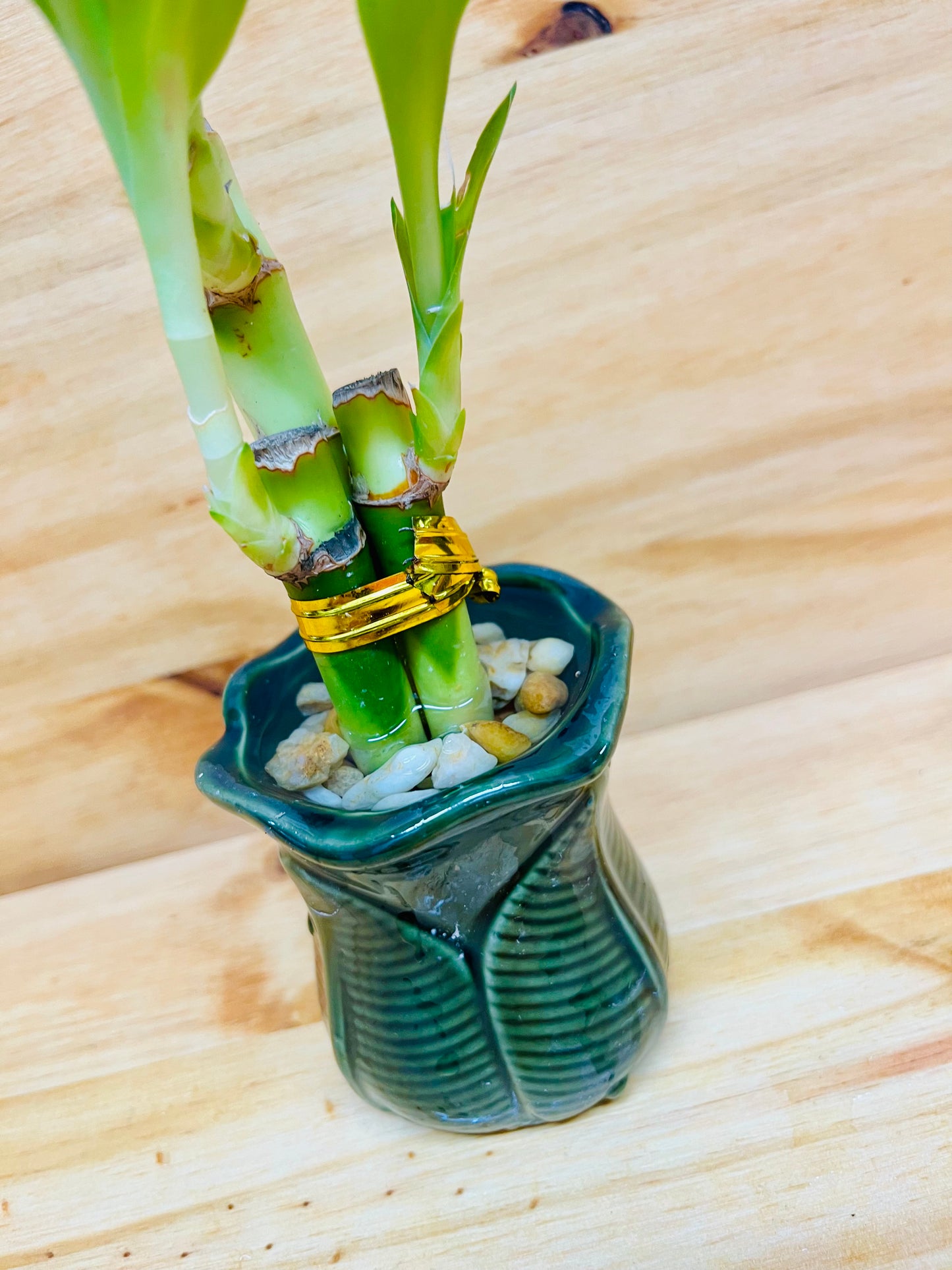 Lucky Bamboo 4”4”6” en jarrón de cerámica