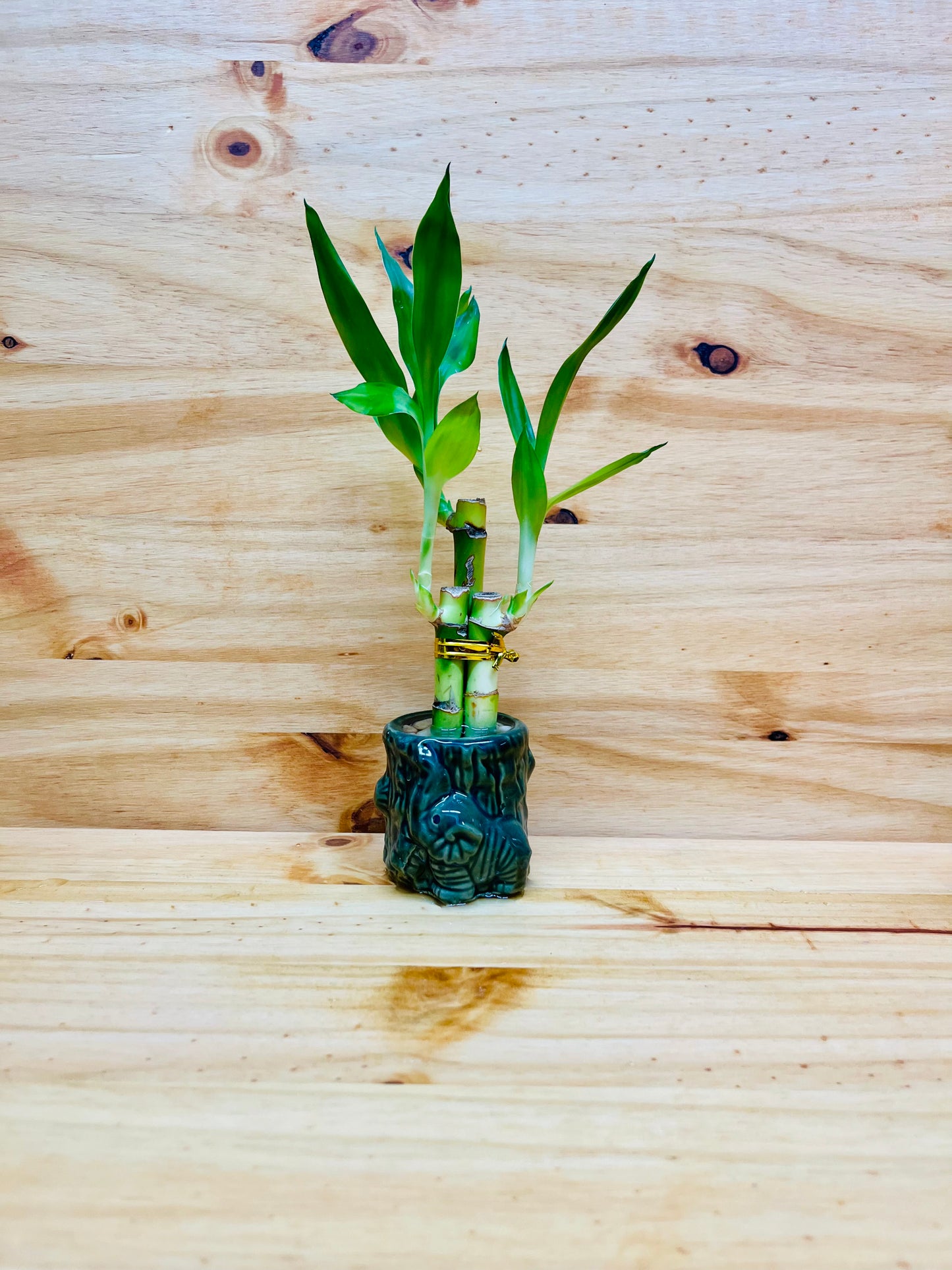 Paquete de 3 jarrones de cerámica Live Lucky Bamboo de 4”4”6”