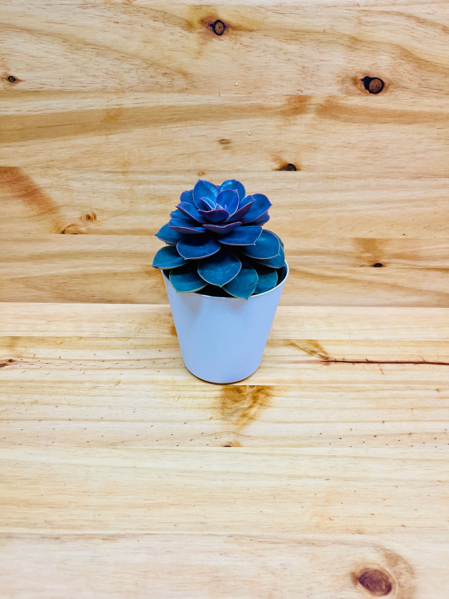 Echeveria Succulent 4" includes White Cover Pot
