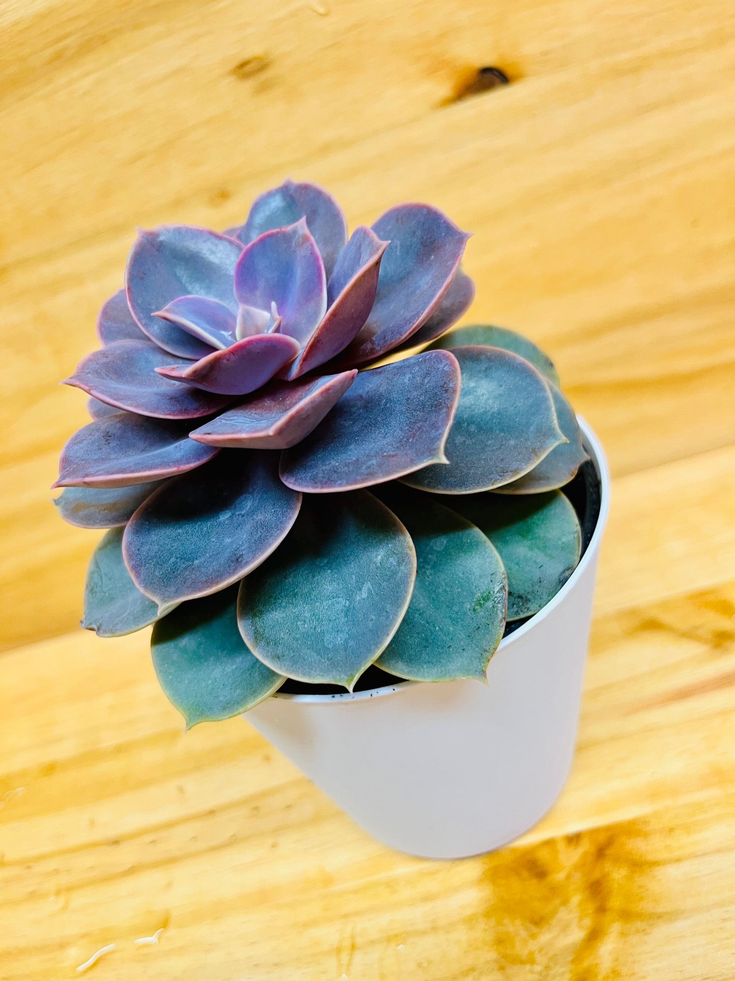 Echeveria Succulent 4" includes White Cover Pot
