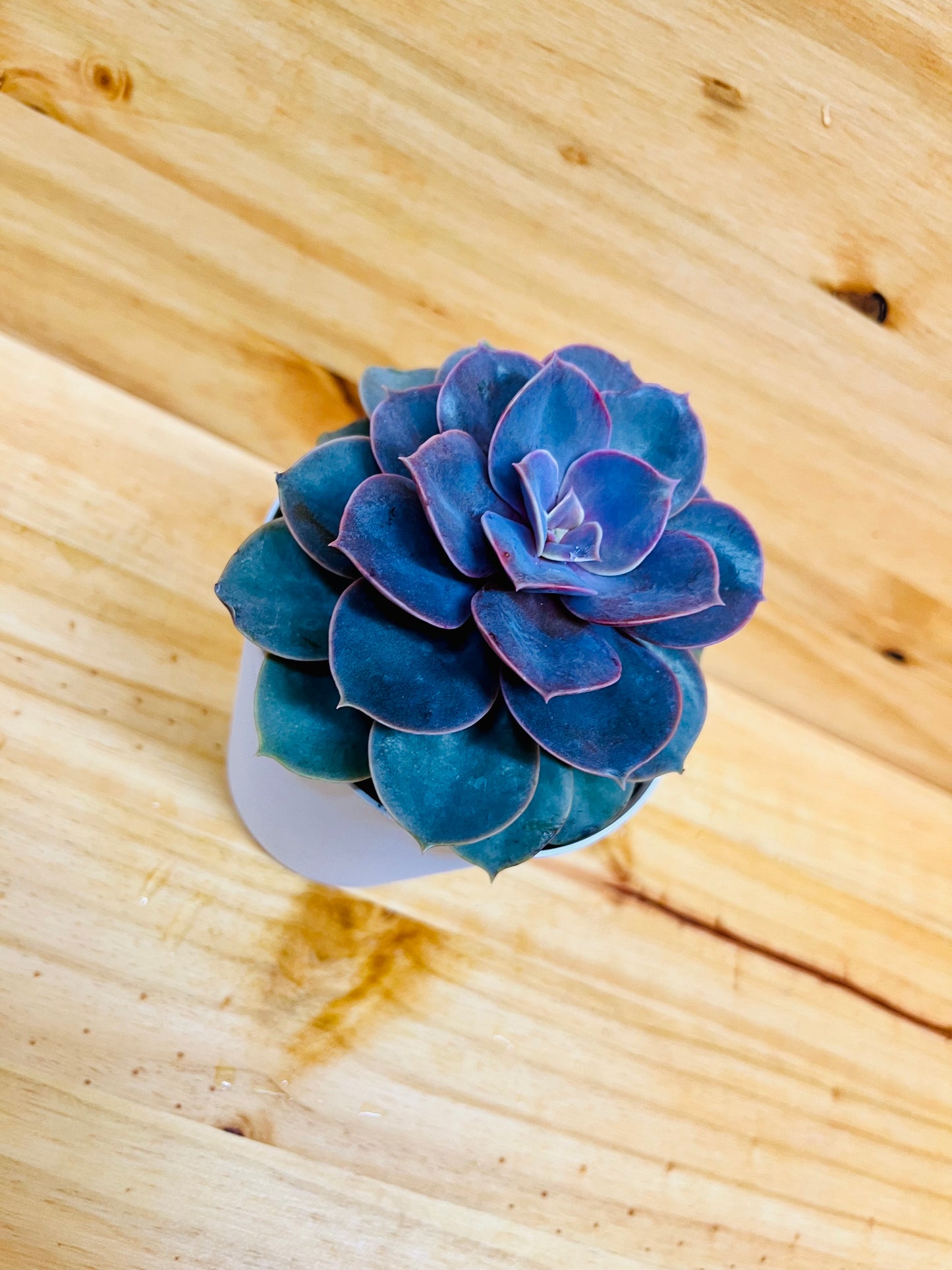 Echeveria Succulent 4" includes White Cover Pot