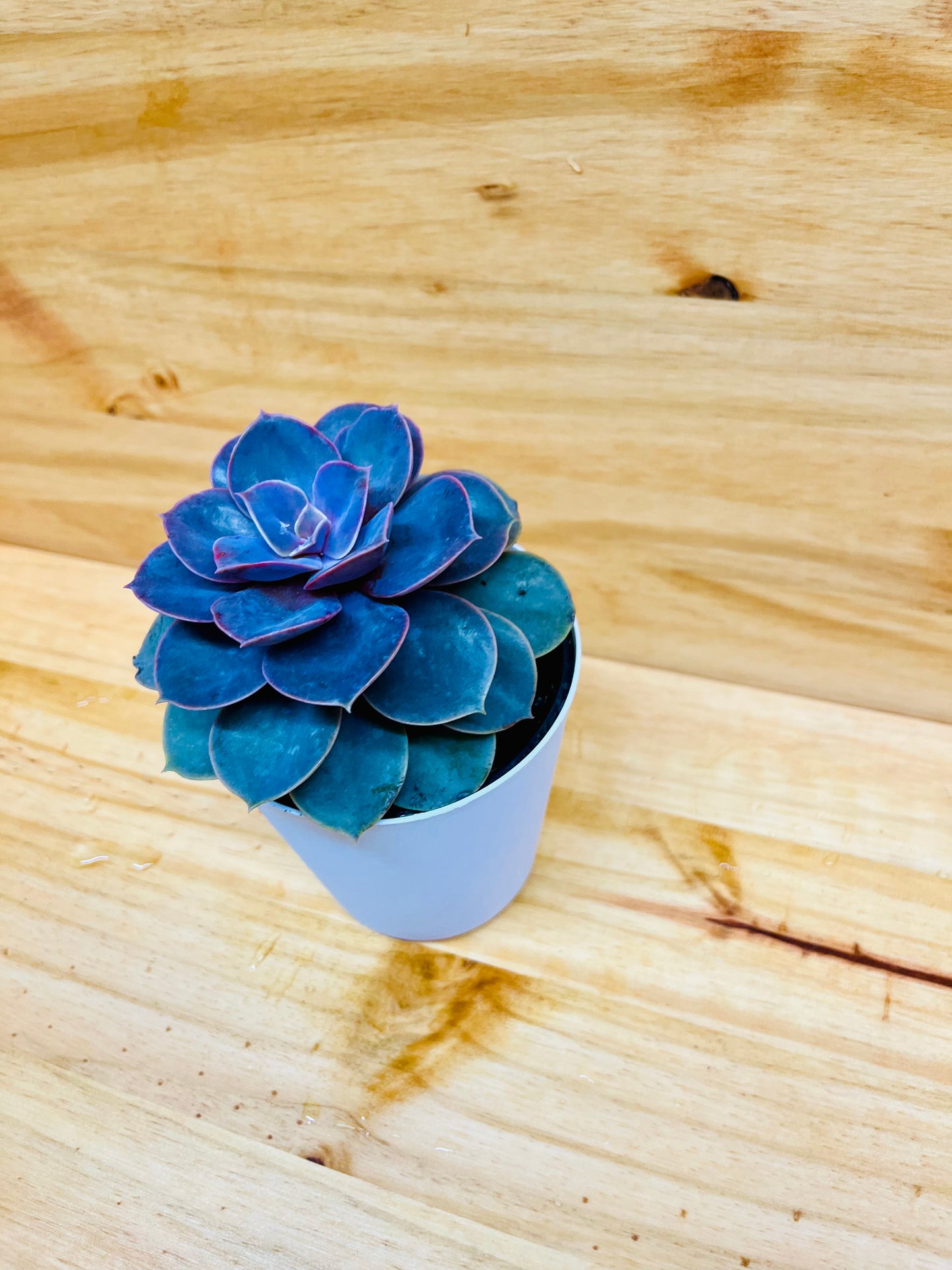 Echeveria Succulent 4" includes White Cover Pot