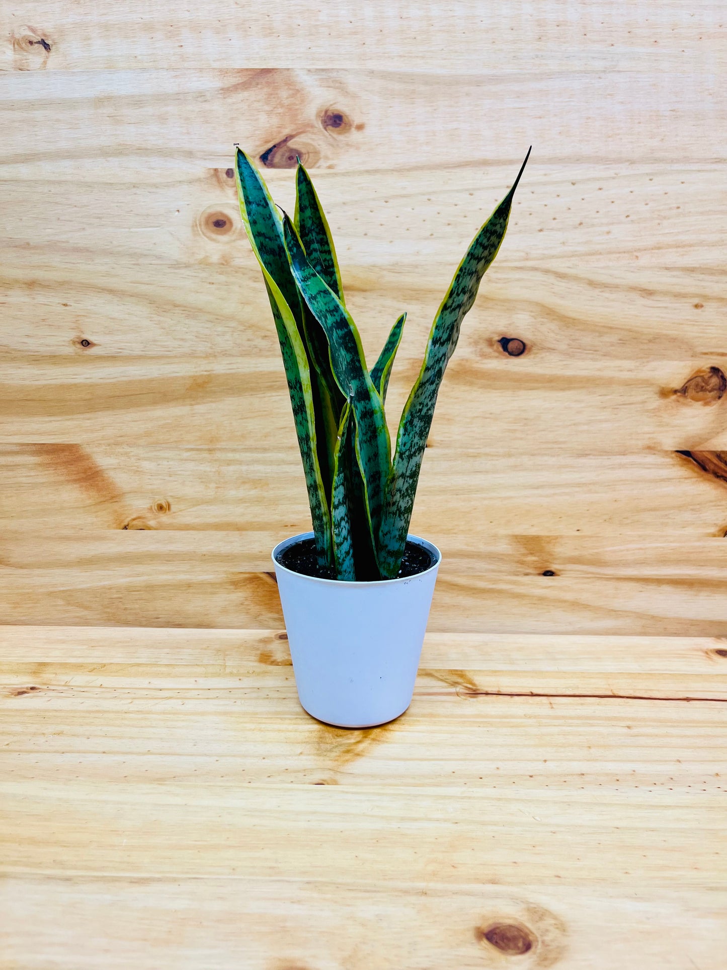 Snake Plant 4” includes White Cover Pot
