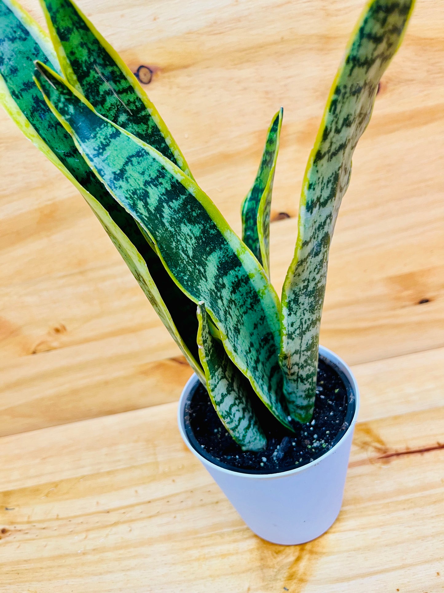 Snake Plant 4” includes White Cover Pot
