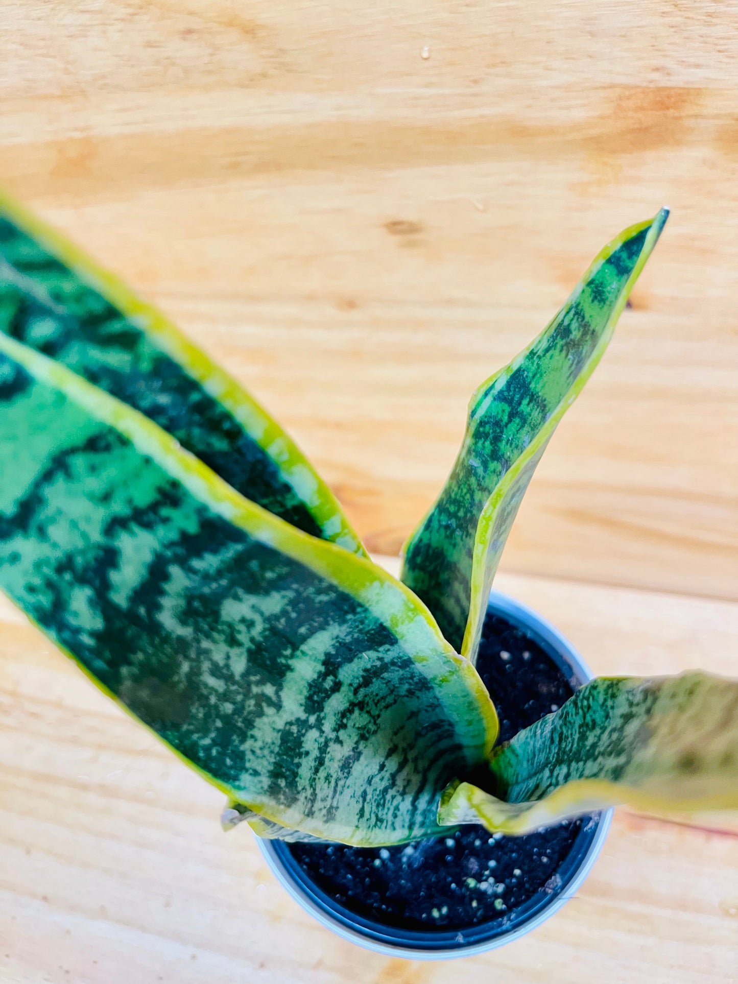 Snake Plant 4” includes White Cover Pot