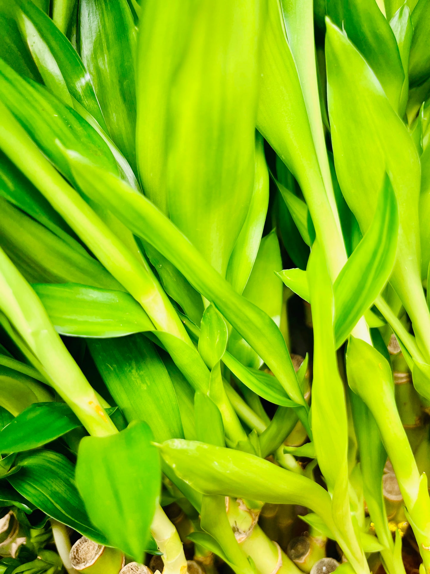 Lucky Bamboo Arrangements 3 Stem 4”4”6”