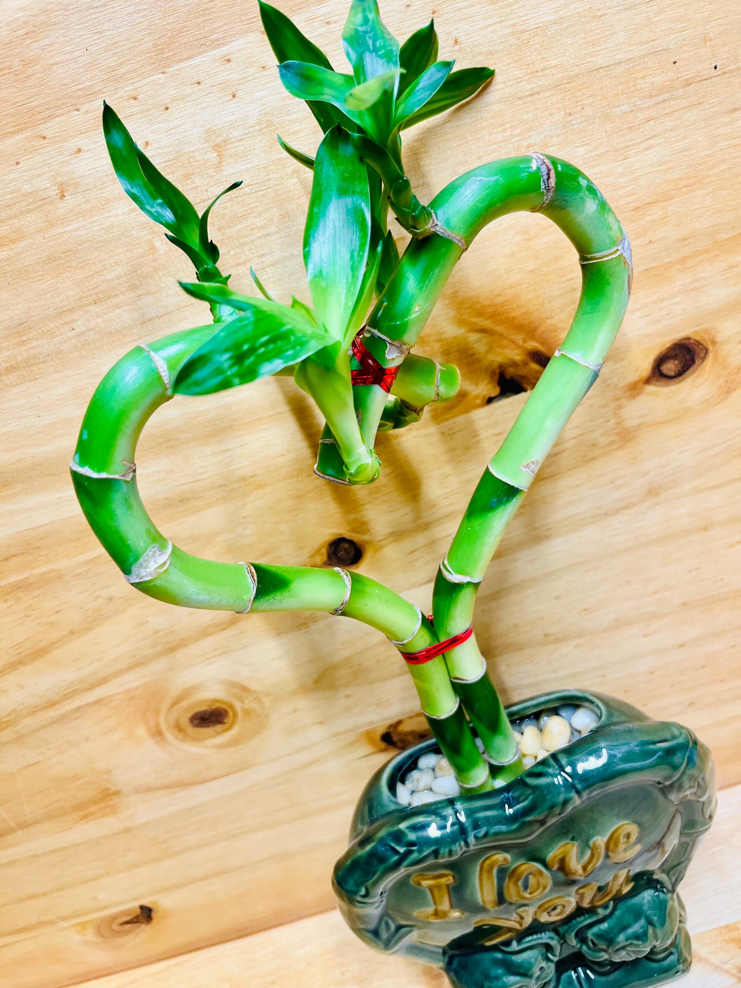 Vive la suerte de la planta de bambú en forma de corazón en un jarrón de cerámica I Love You