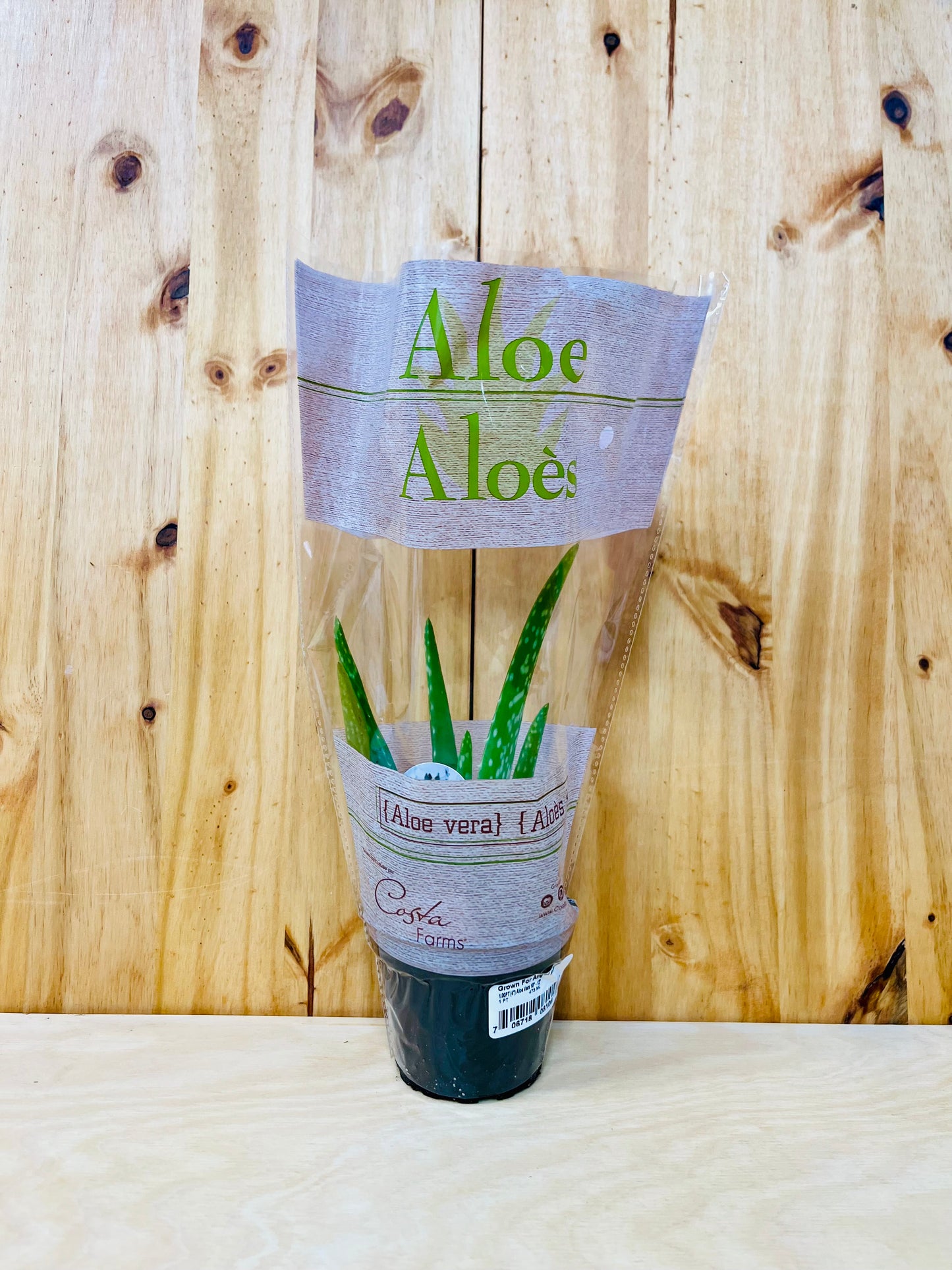 Planta viva de aloe vera de 4" incluye funda