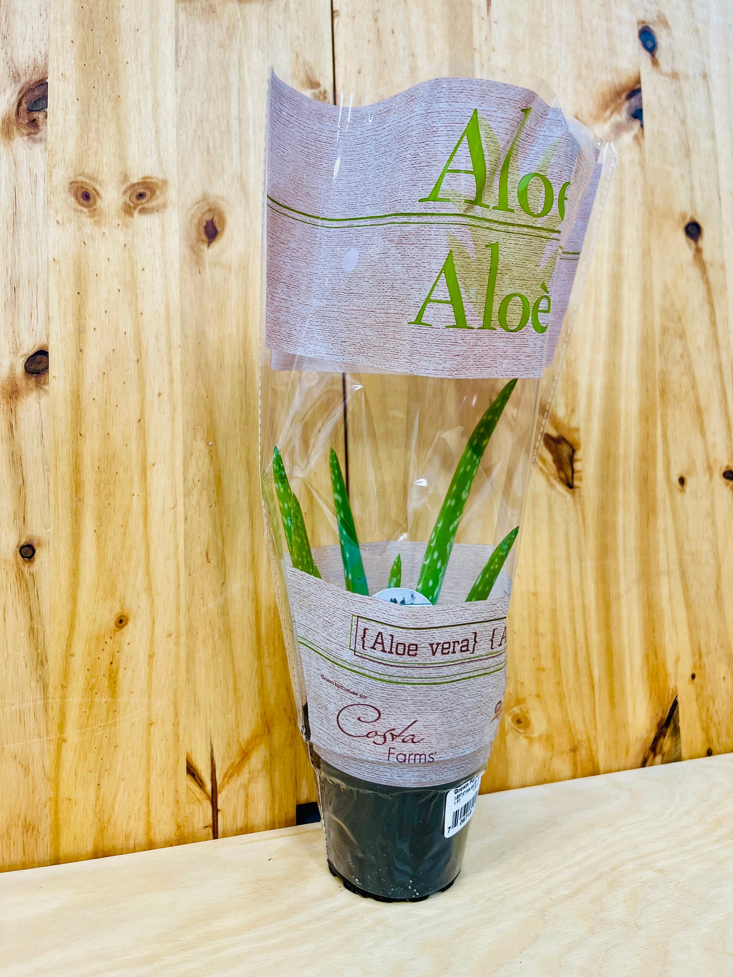 Planta viva de aloe vera de 4" incluye funda