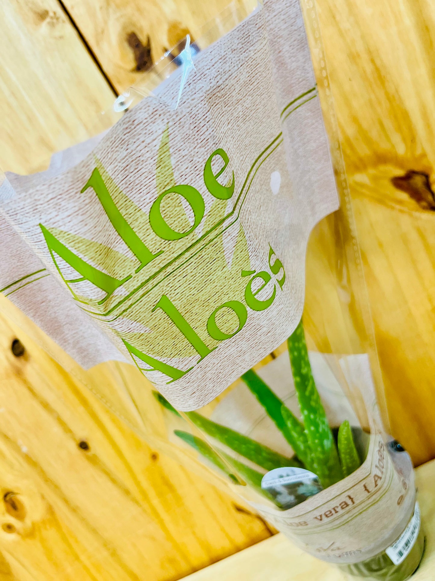 Planta viva de aloe vera de 4" incluye funda