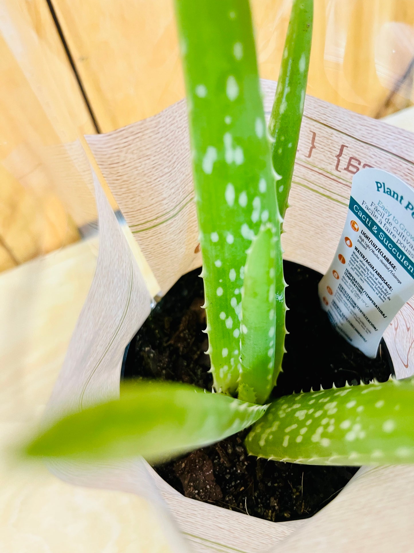 Planta viva de aloe vera de 4" incluye funda