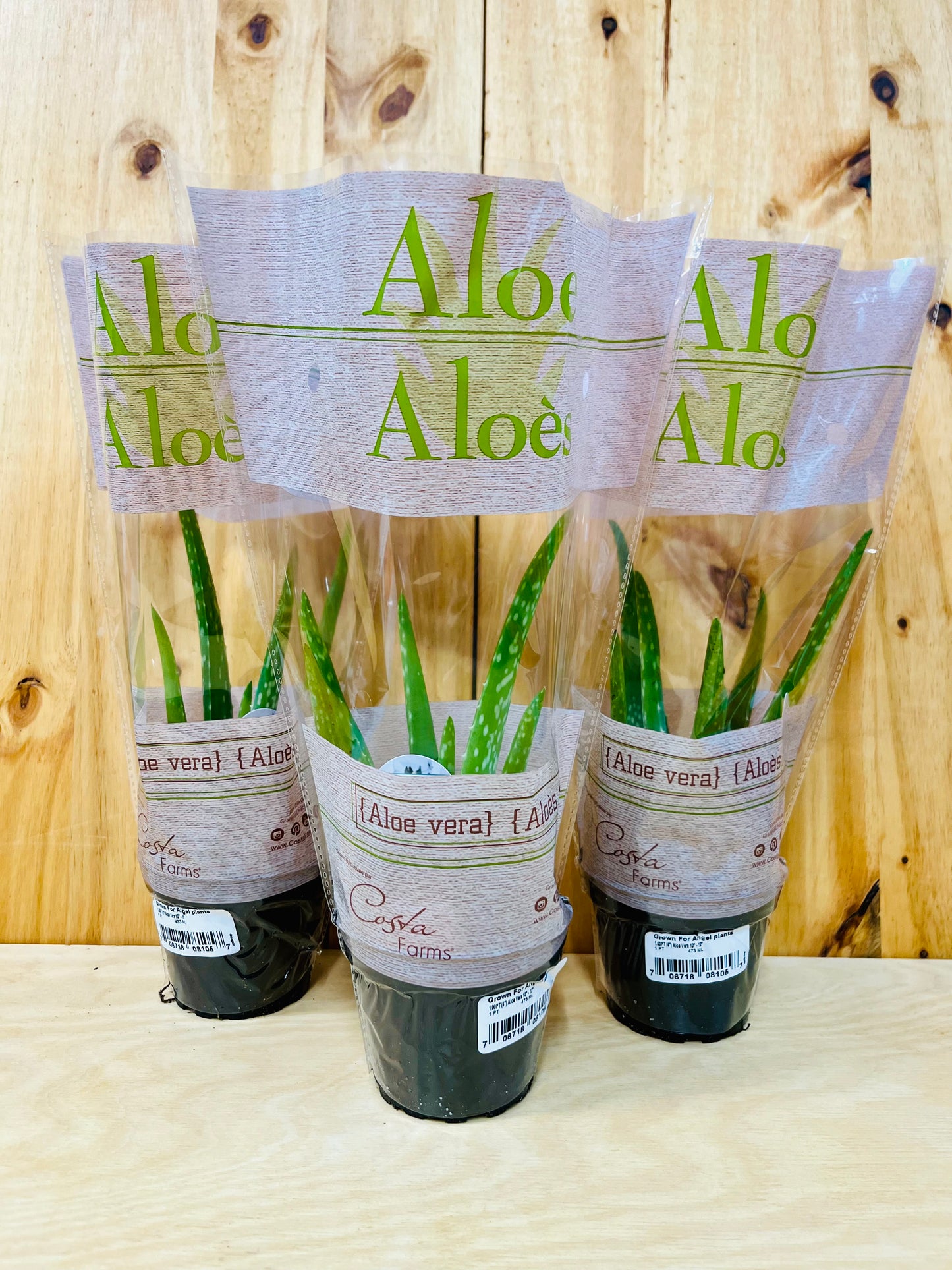 Planta viva de aloe vera de 4" incluye funda