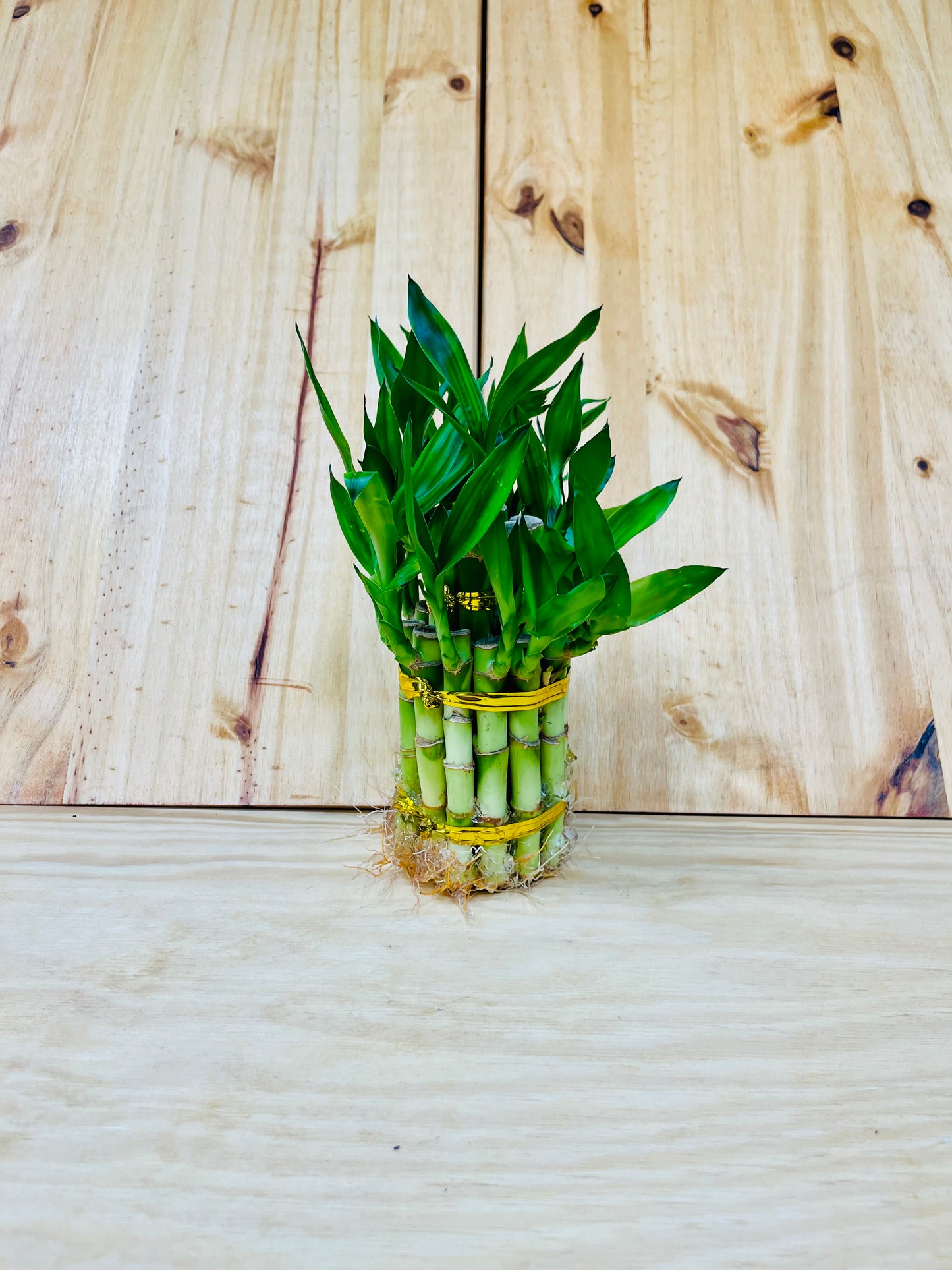 Disposición de torre Live Lucky Bamboo de 4” y 6”