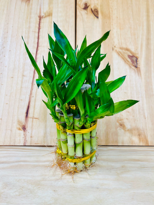 Disposición de torre Live Lucky Bamboo de 4” y 6”