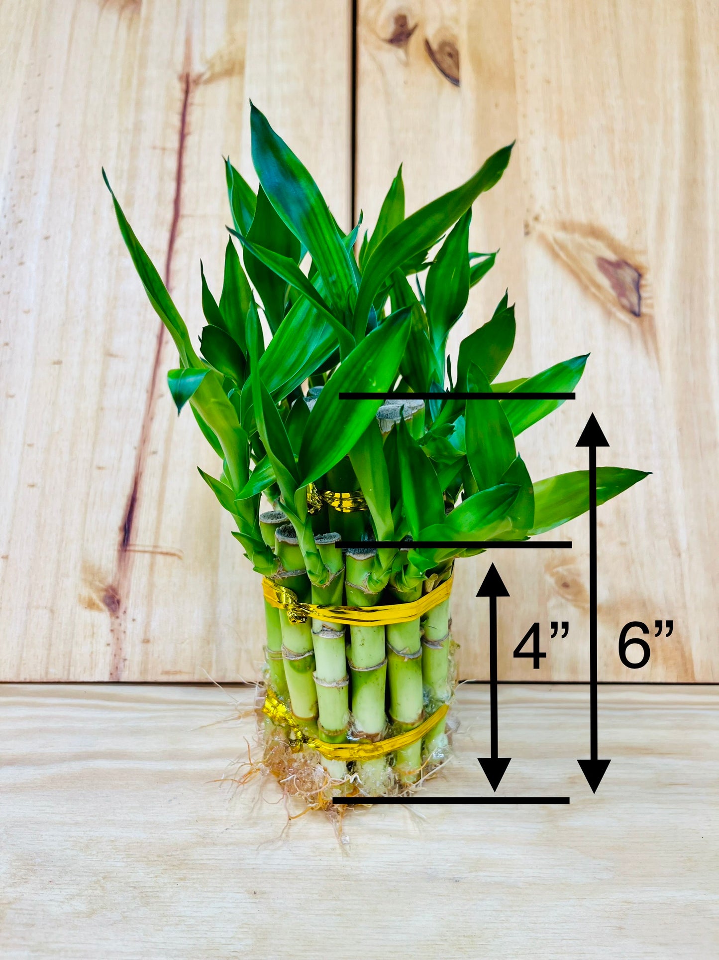 Live Lucky Bamboo Plant Two Tier Arrangements in Ceramic Vase
