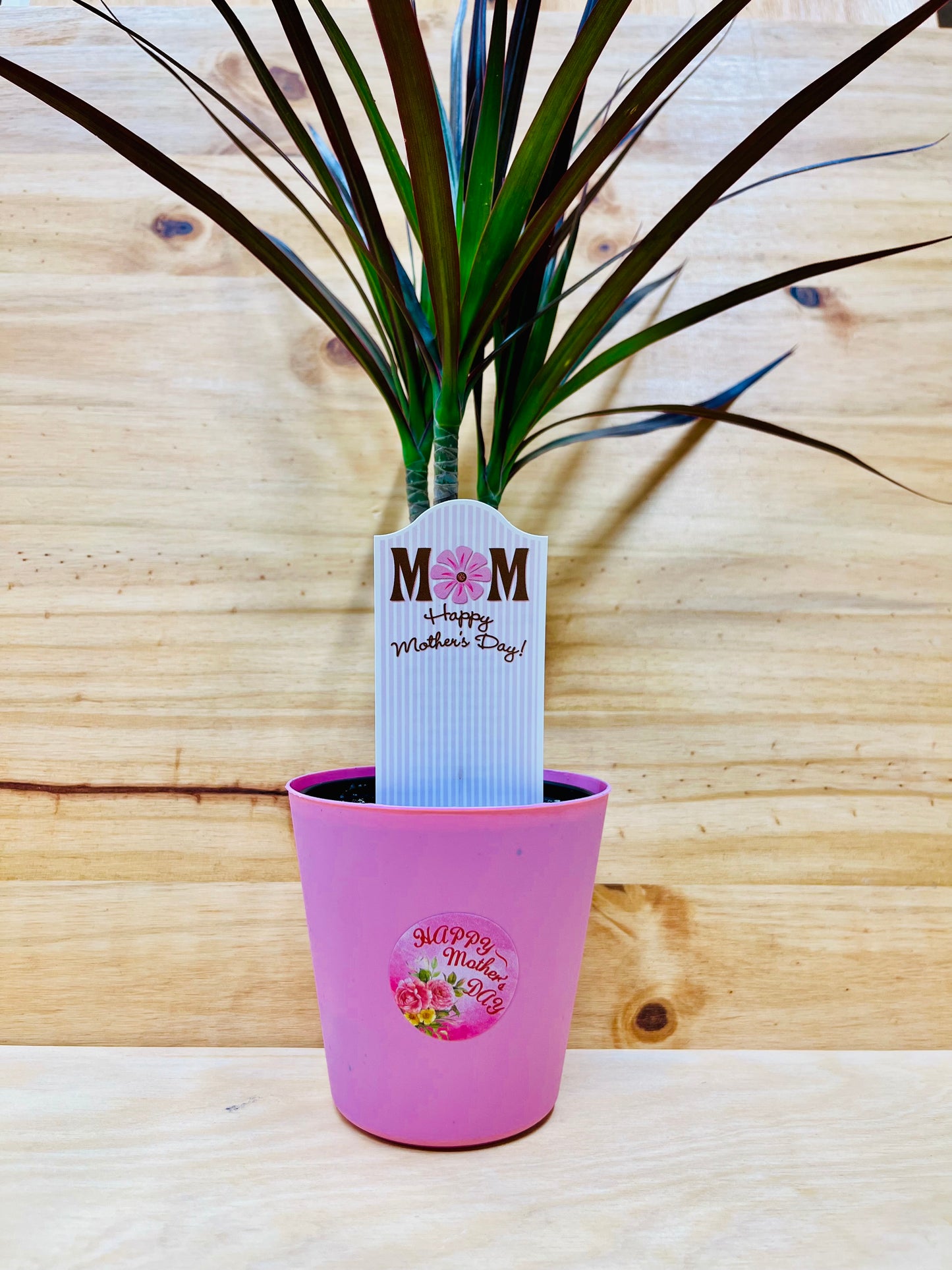 Planta viva de aloe vera de 4" incluye funda