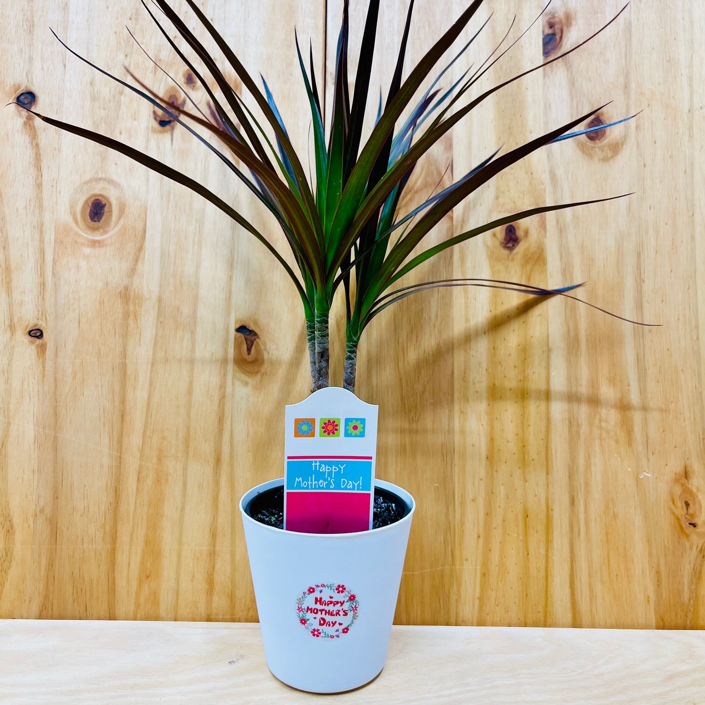 Planta viva de aloe vera de 4" incluye funda
