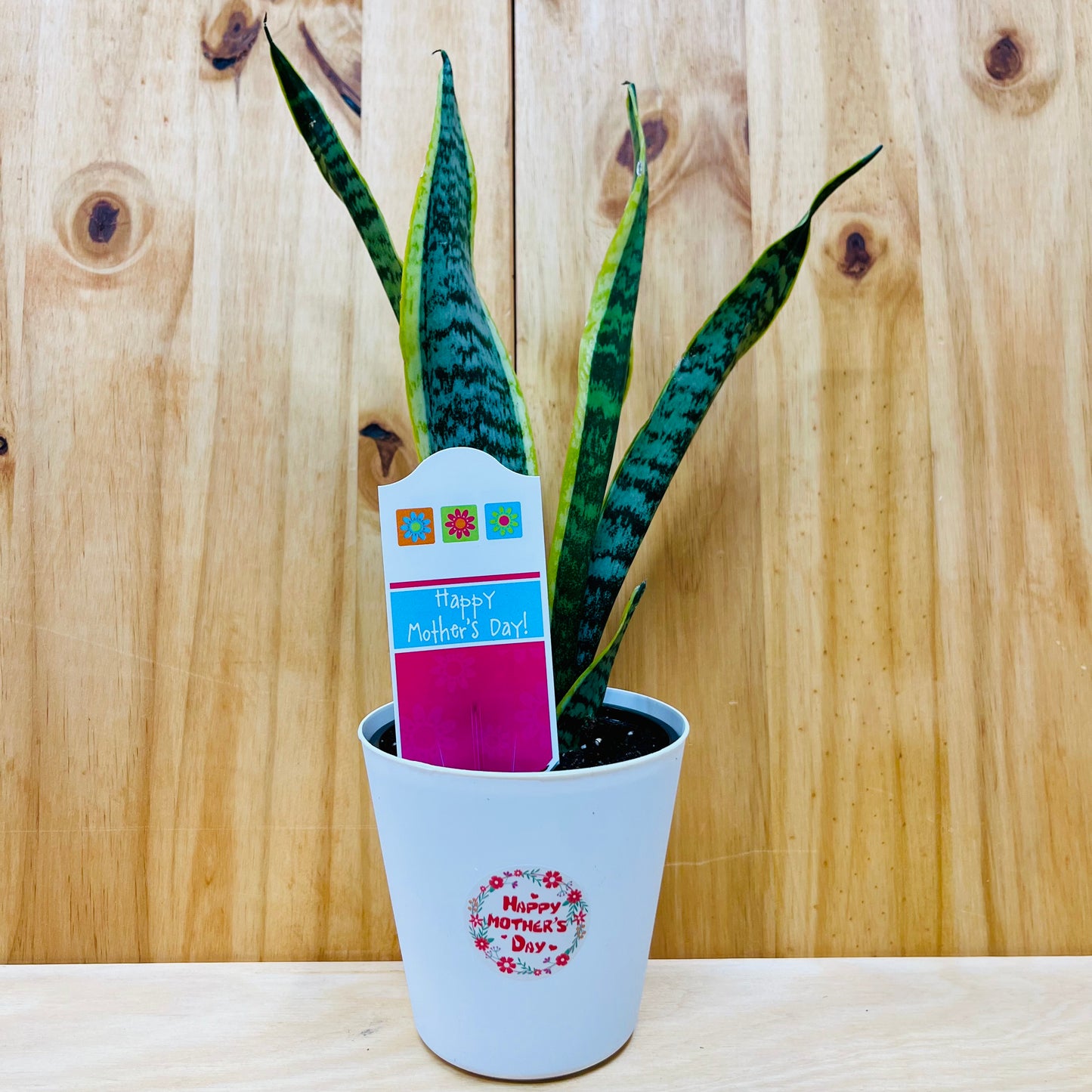 Planta viva de aloe vera de 4" incluye funda