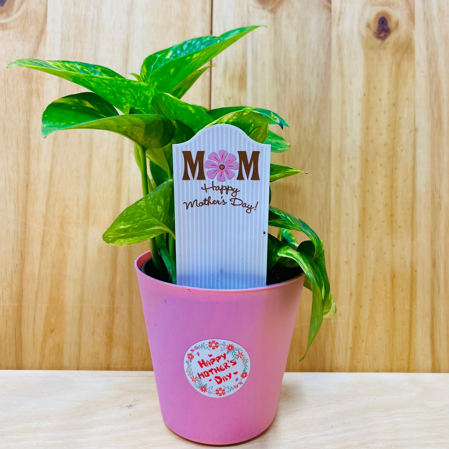 Planta viva de aloe vera de 4" incluye funda
