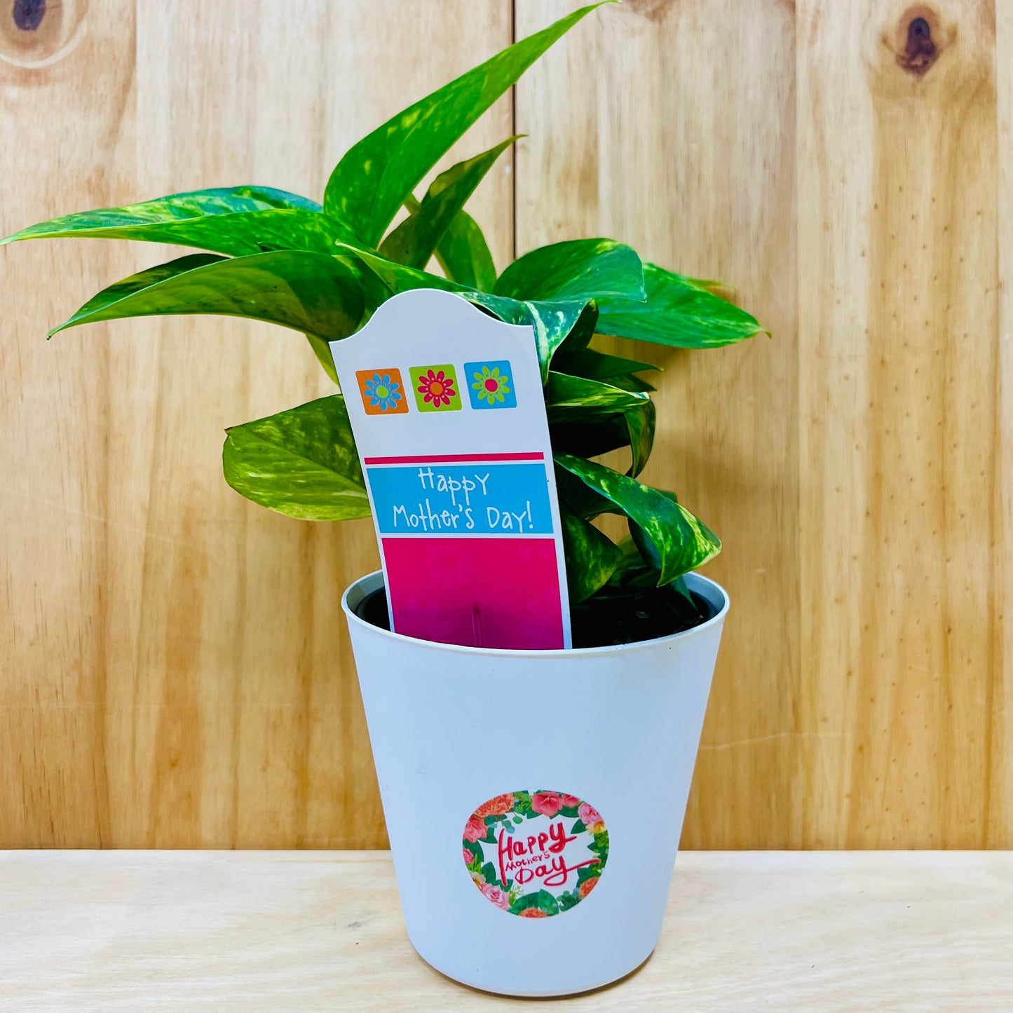Planta viva de aloe vera de 4" incluye funda