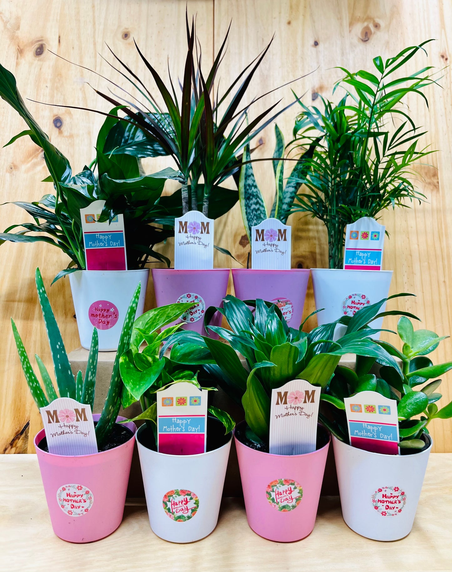 Planta viva de aloe vera de 4" incluye funda
