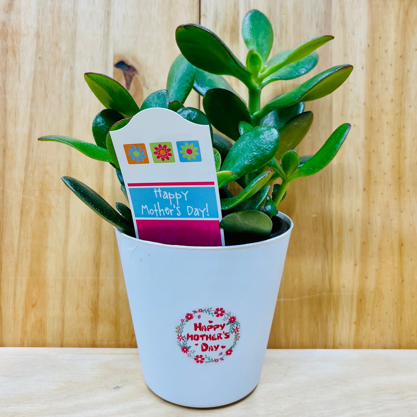 Planta viva de aloe vera de 4" incluye funda