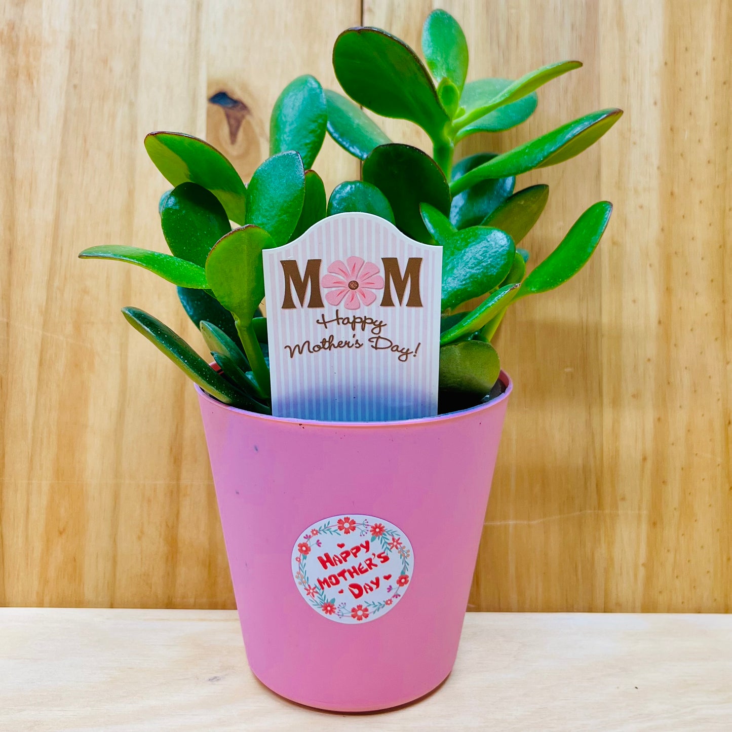 Planta viva de aloe vera de 4" incluye funda