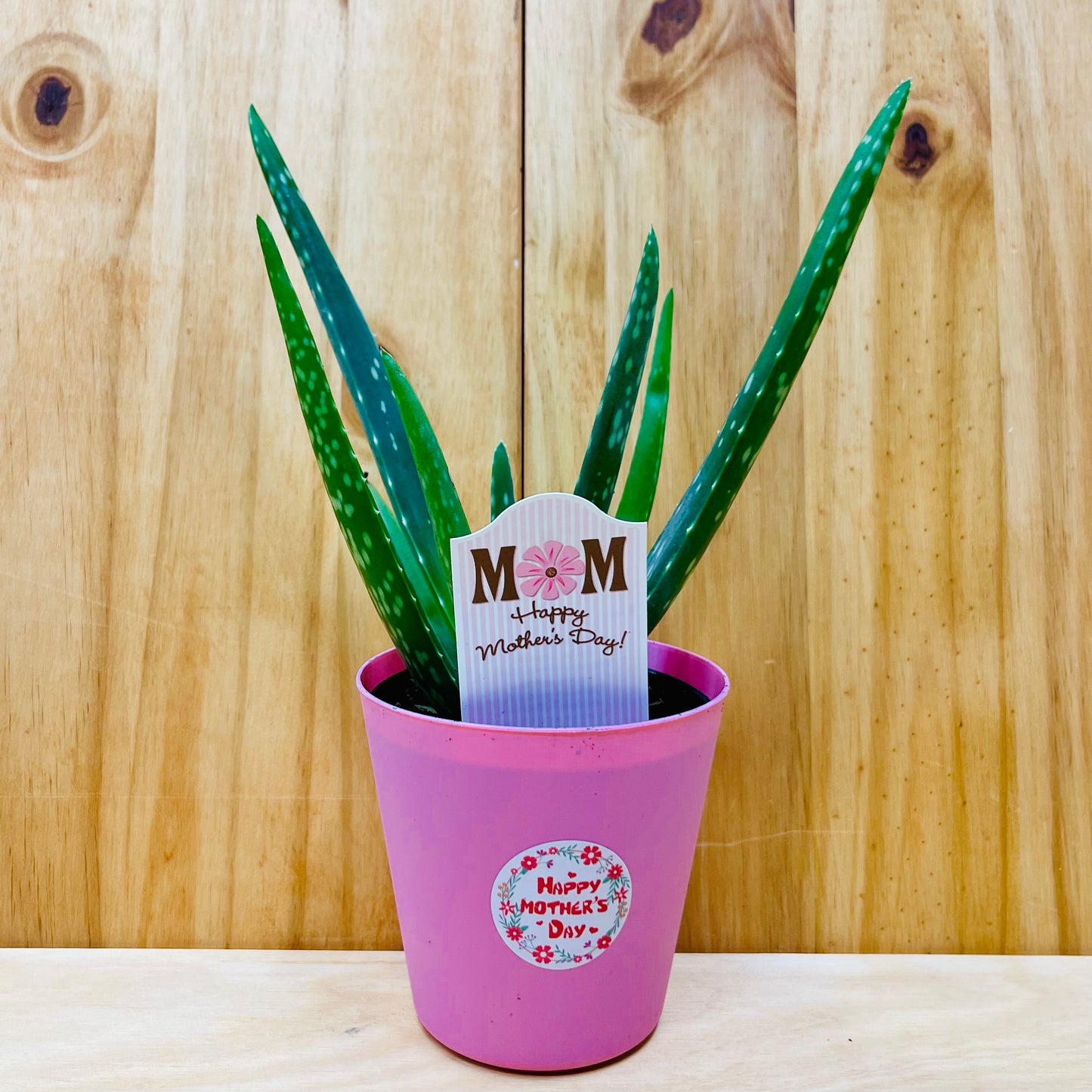 Planta viva de aloe vera de 4" incluye funda