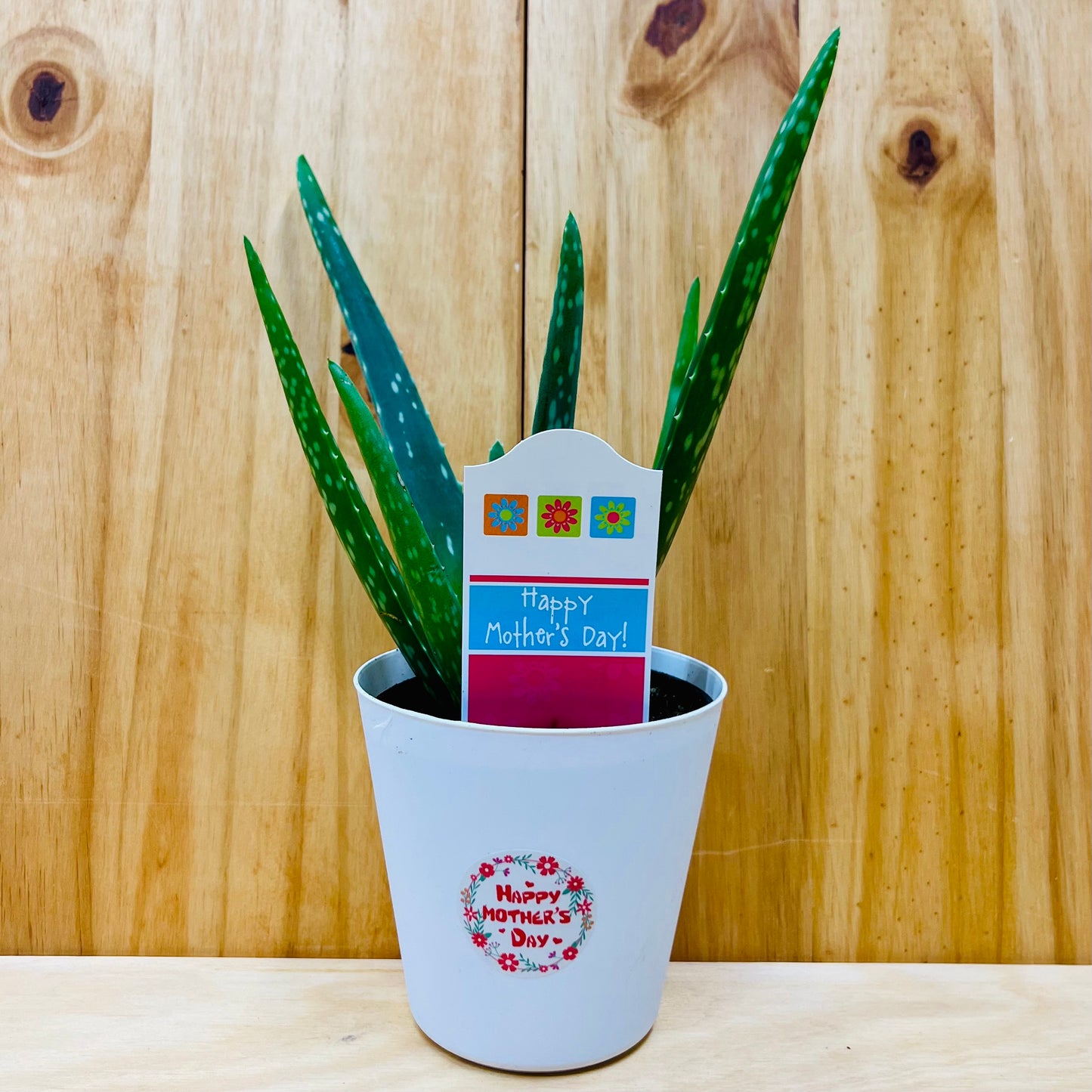 Planta viva de aloe vera de 4" incluye funda