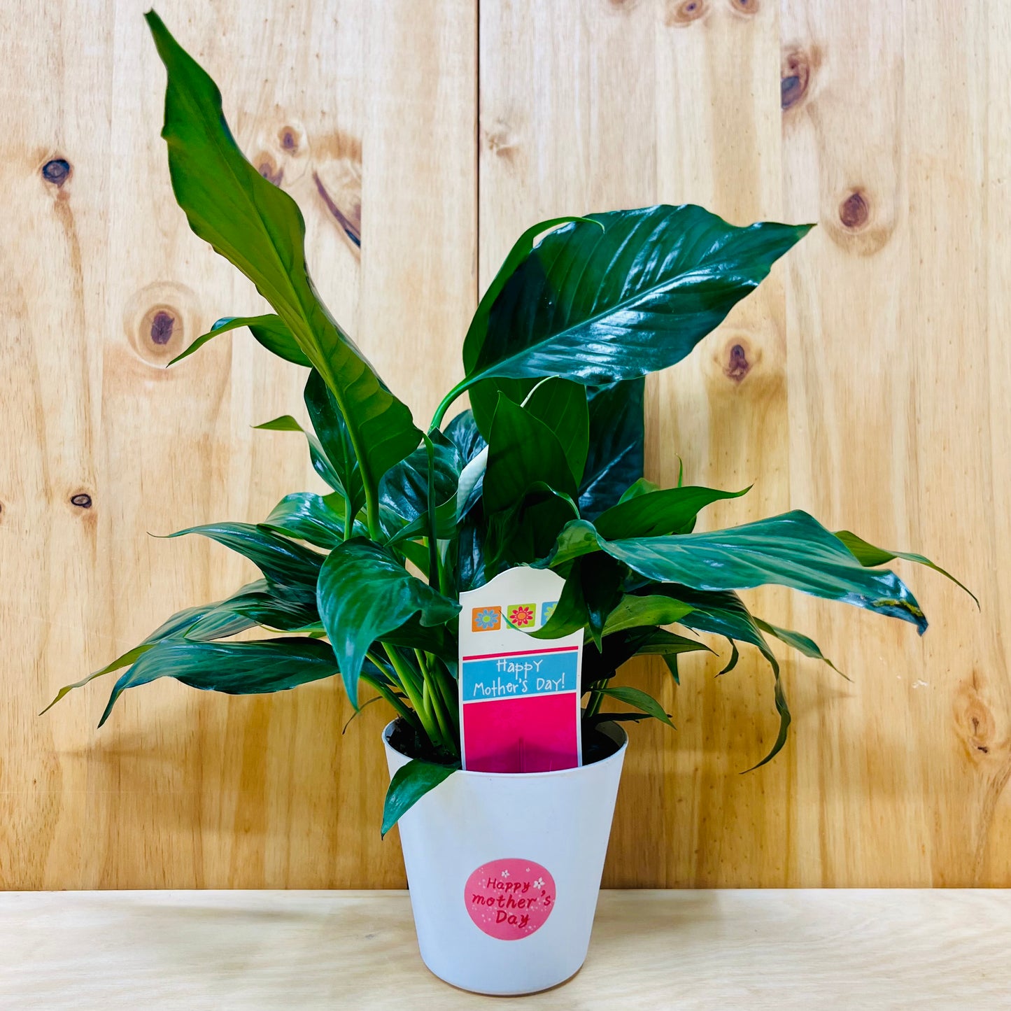 Planta viva de aloe vera de 4" incluye funda