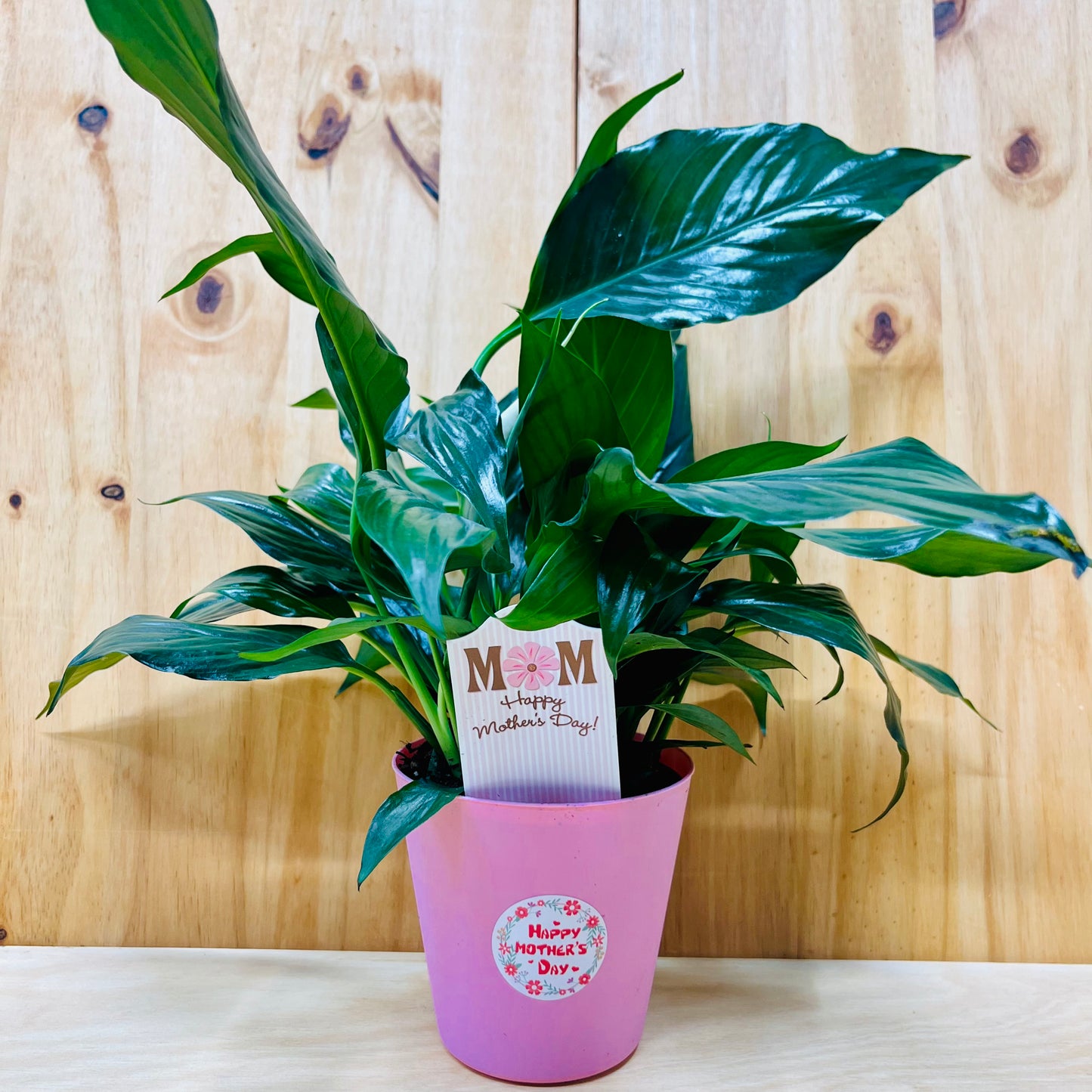 Planta viva de aloe vera de 4" incluye funda