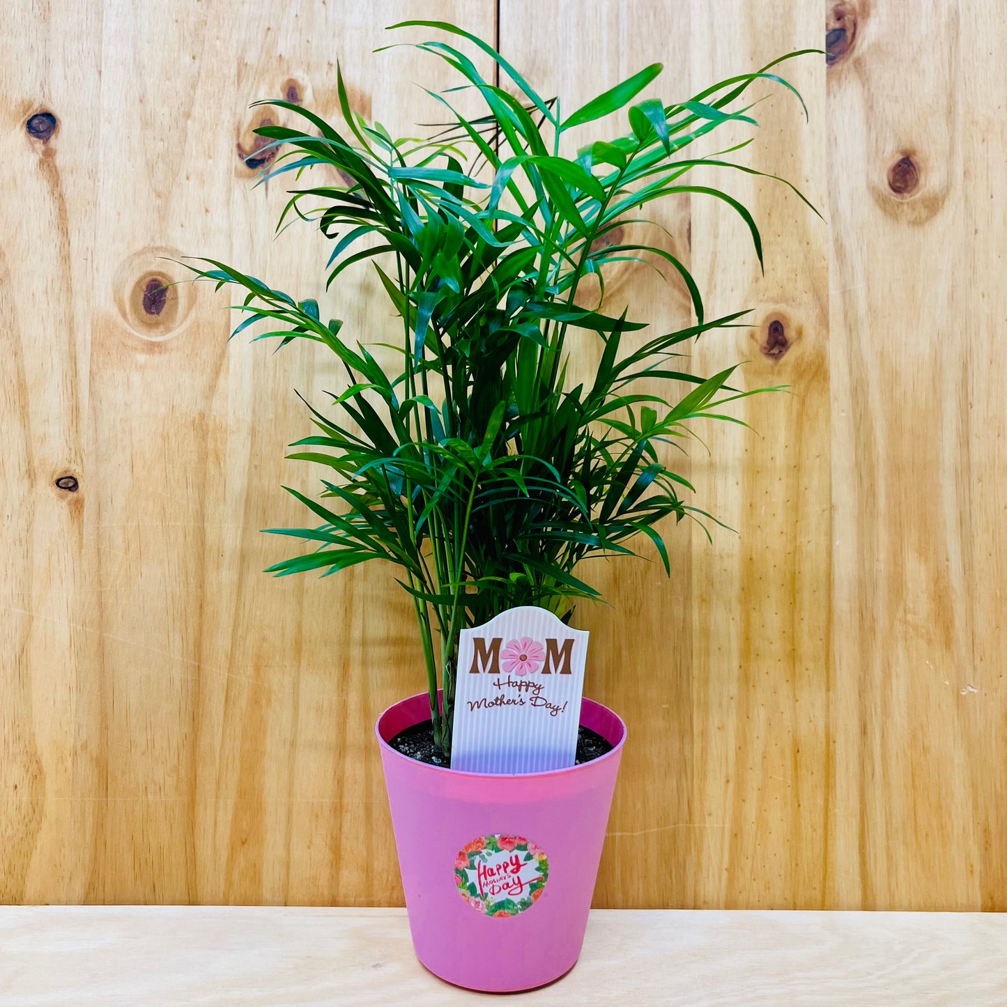 Planta viva de aloe vera de 4" incluye funda