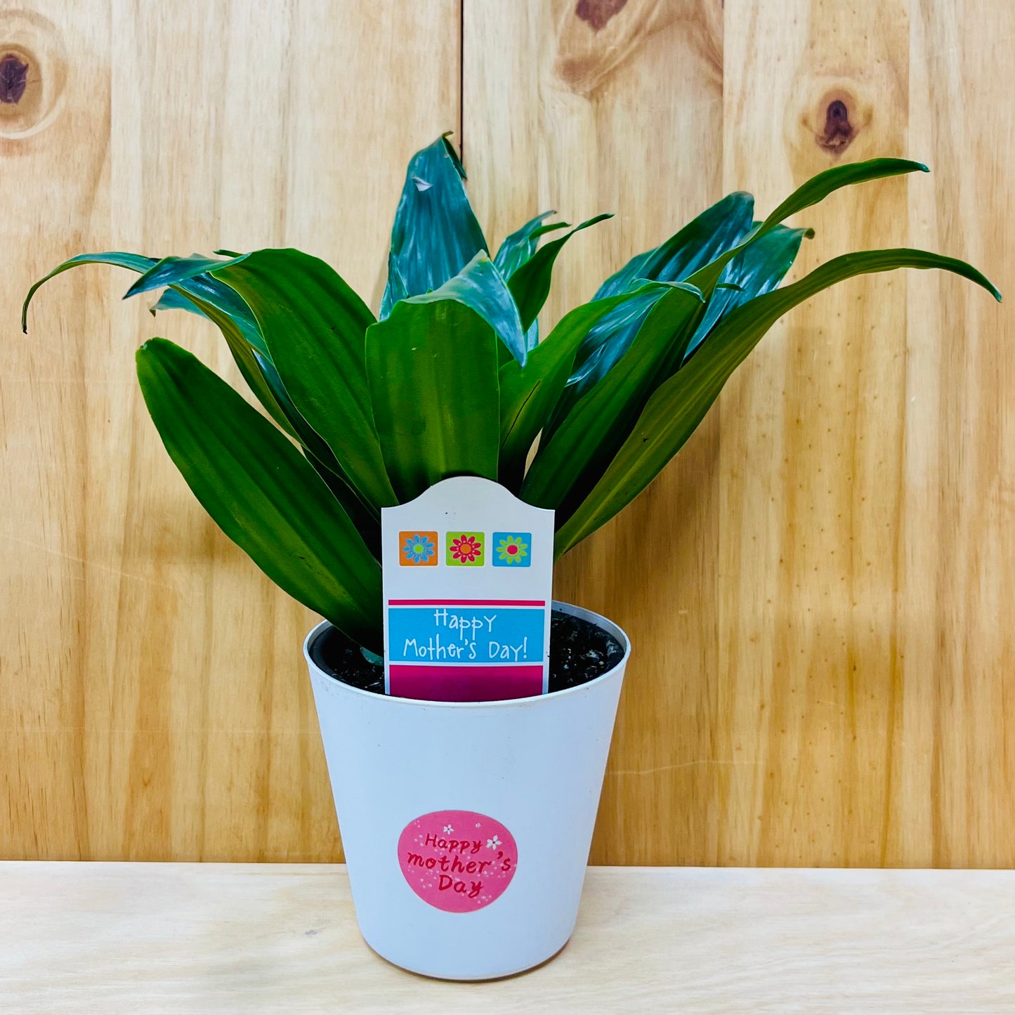 Planta viva de aloe vera de 4" incluye funda