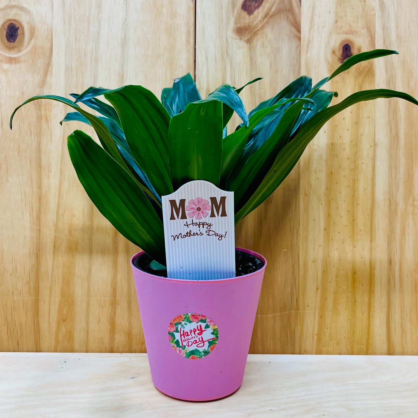 Planta viva de aloe vera de 4" incluye funda