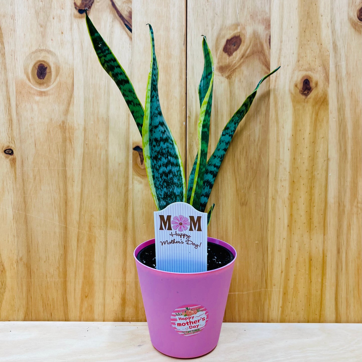 Planta viva de aloe vera de 4" incluye funda
