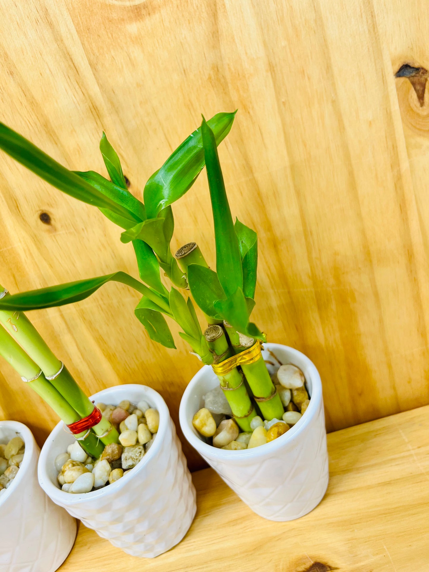 3 Pack Live Lucky Bamboo Heart Shape in Ceramic Vases