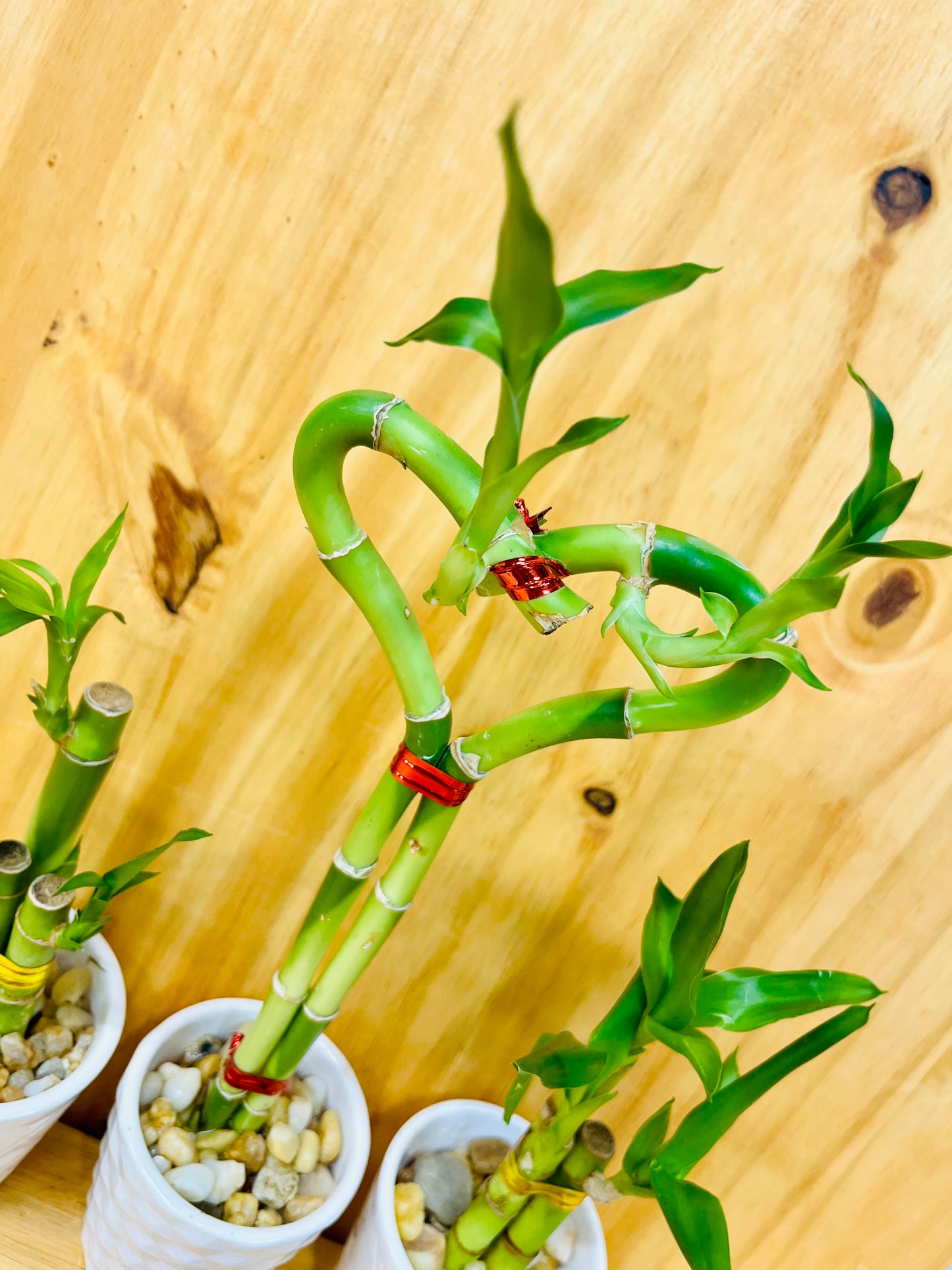 3 Pack Live Lucky Bamboo Heart Shape in Ceramic Vases