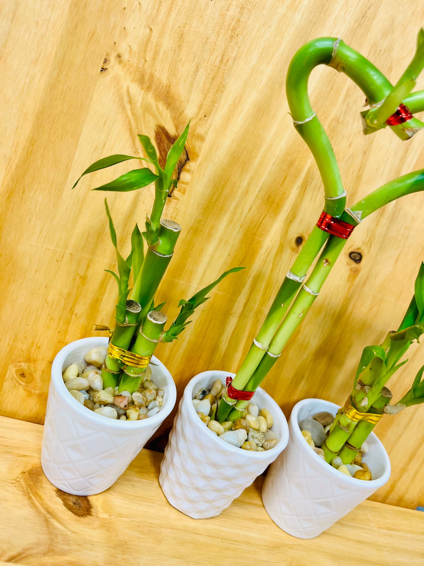 3 Pack Live Lucky Bamboo Heart Shape in Ceramic Vases
