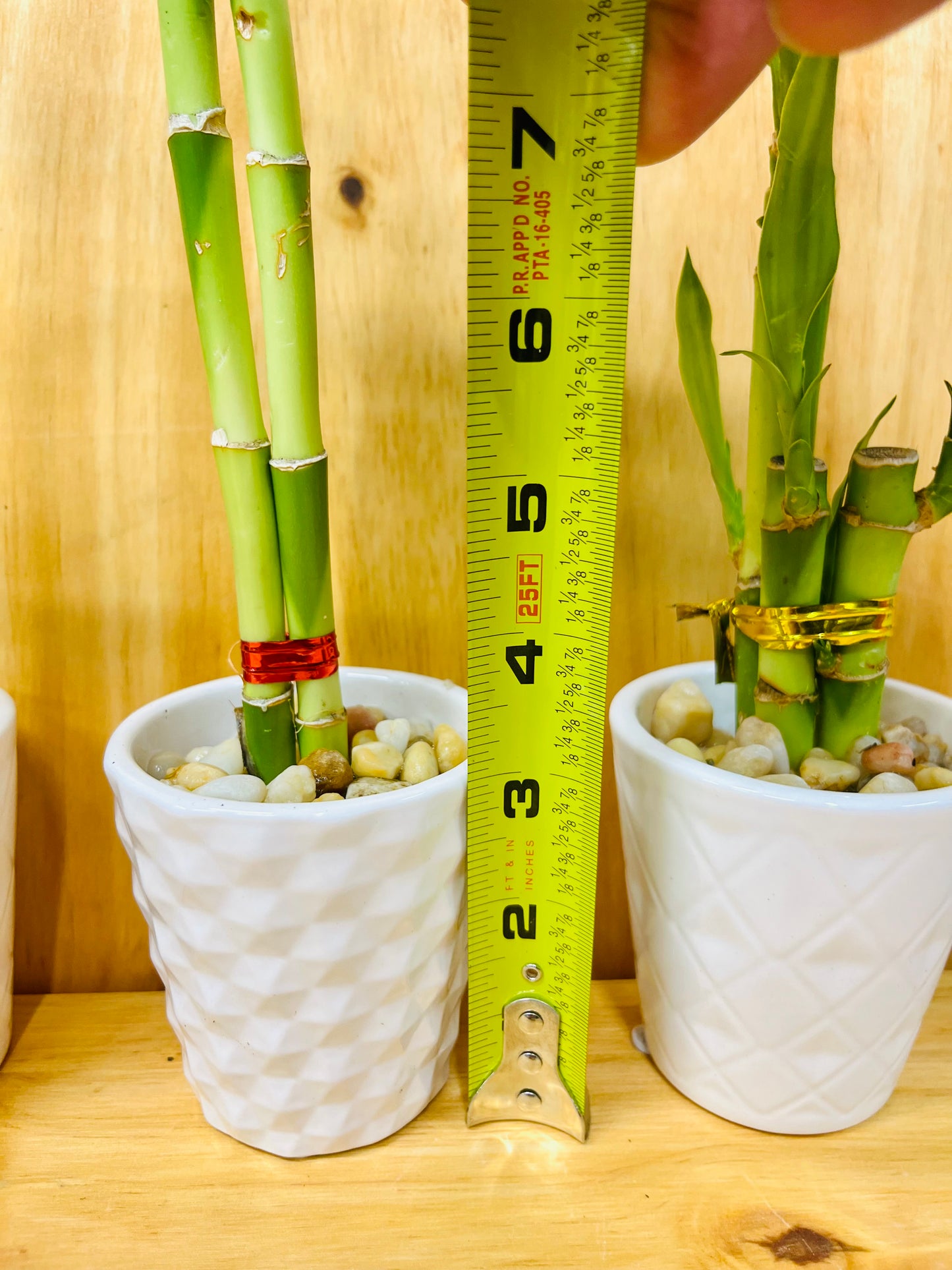 3 Pack Live Lucky Bamboo Heart Shape in Ceramic Vases