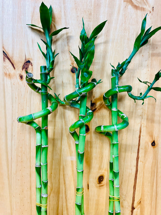 Live Lucky Bamboo Planta de bambú en forma de corazón de 10"