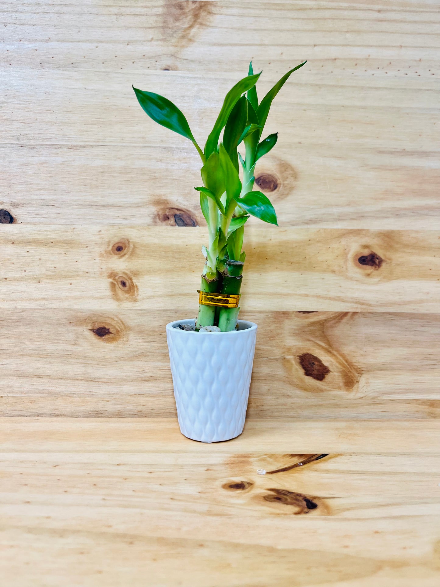Lucky Bamboo 4”4”6” en jarrón de cerámica