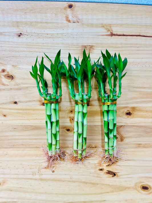 Plantas de bambú de la suerte vivas, tallos de bambú rectos de 10 a 8 pulgadas