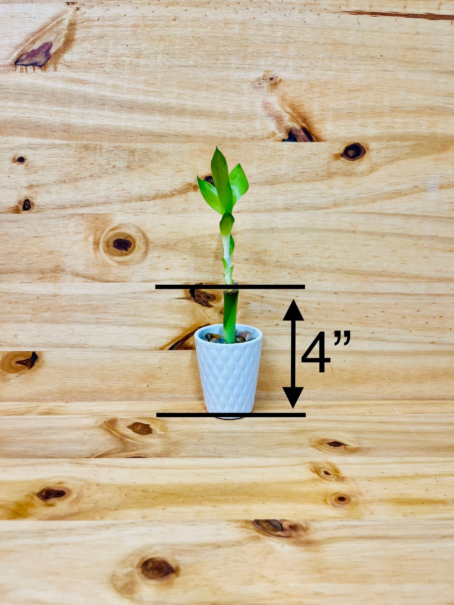 4” Live Lucky Bamboo Plant in White Ceramic Vase