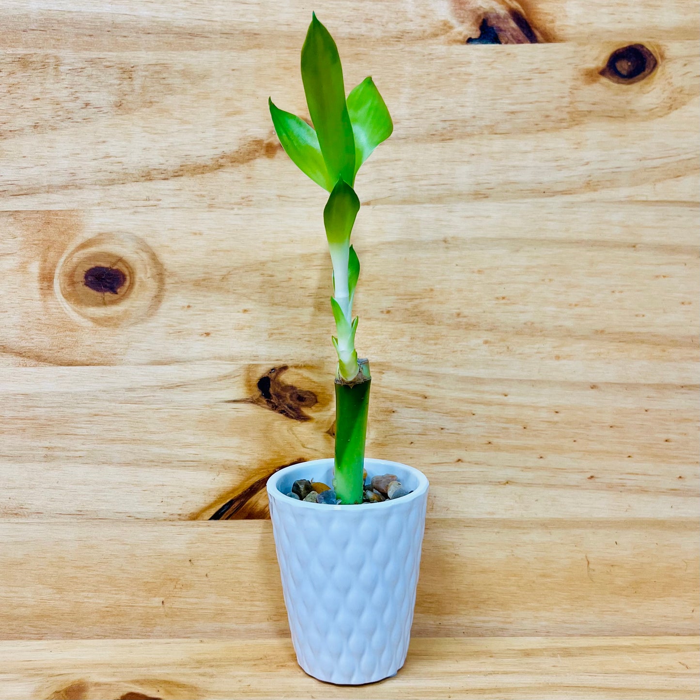 4” Live Lucky Bamboo Plant in White Ceramic Vase