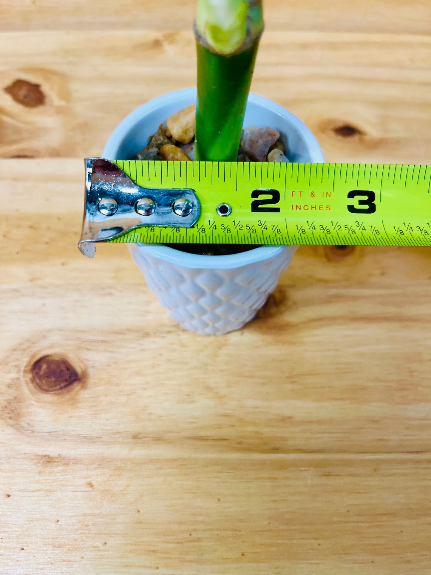 4” Live Lucky Bamboo Plant in White Ceramic Vase