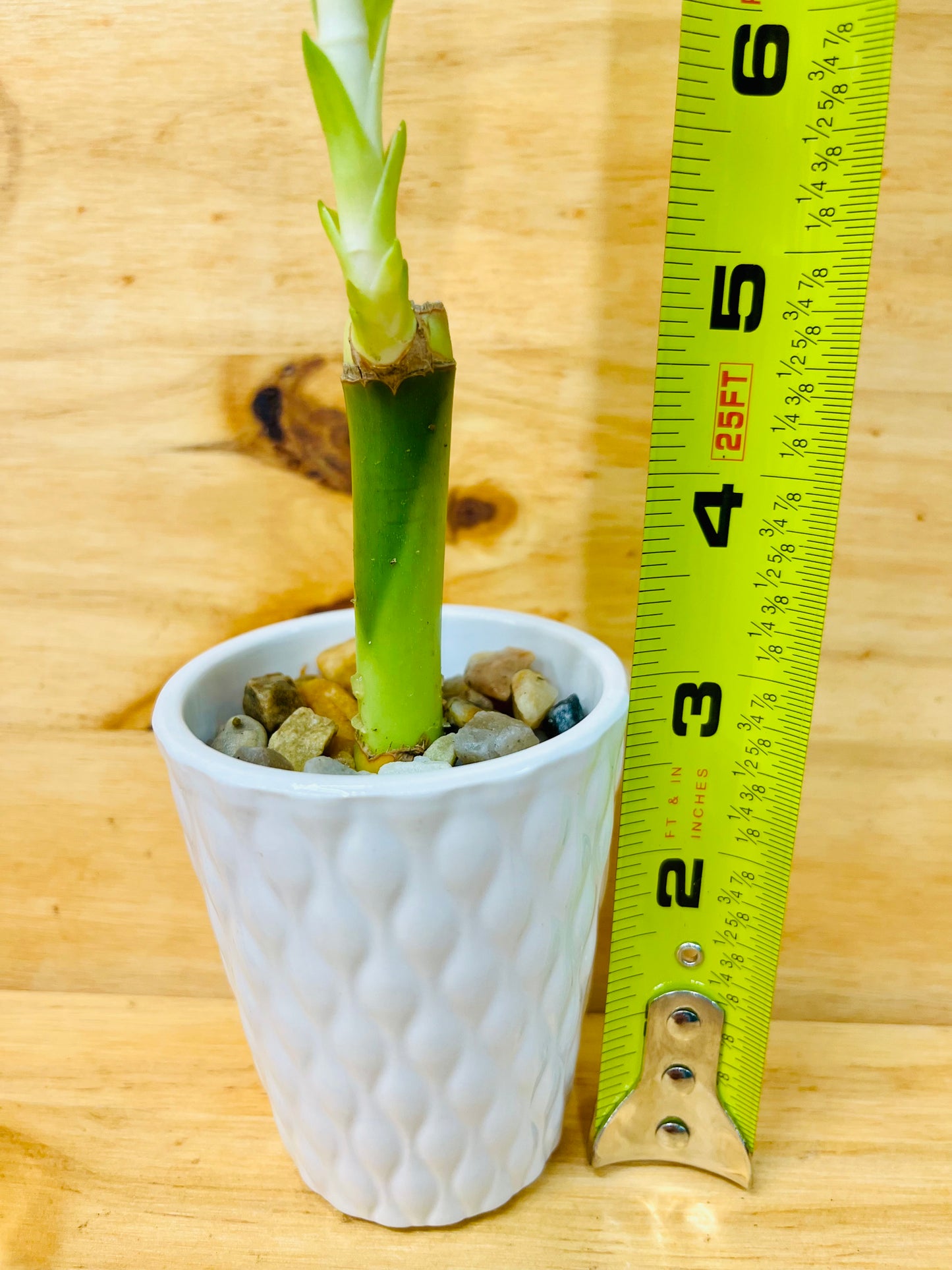 4” Live Lucky Bamboo Plant in White Ceramic Vase