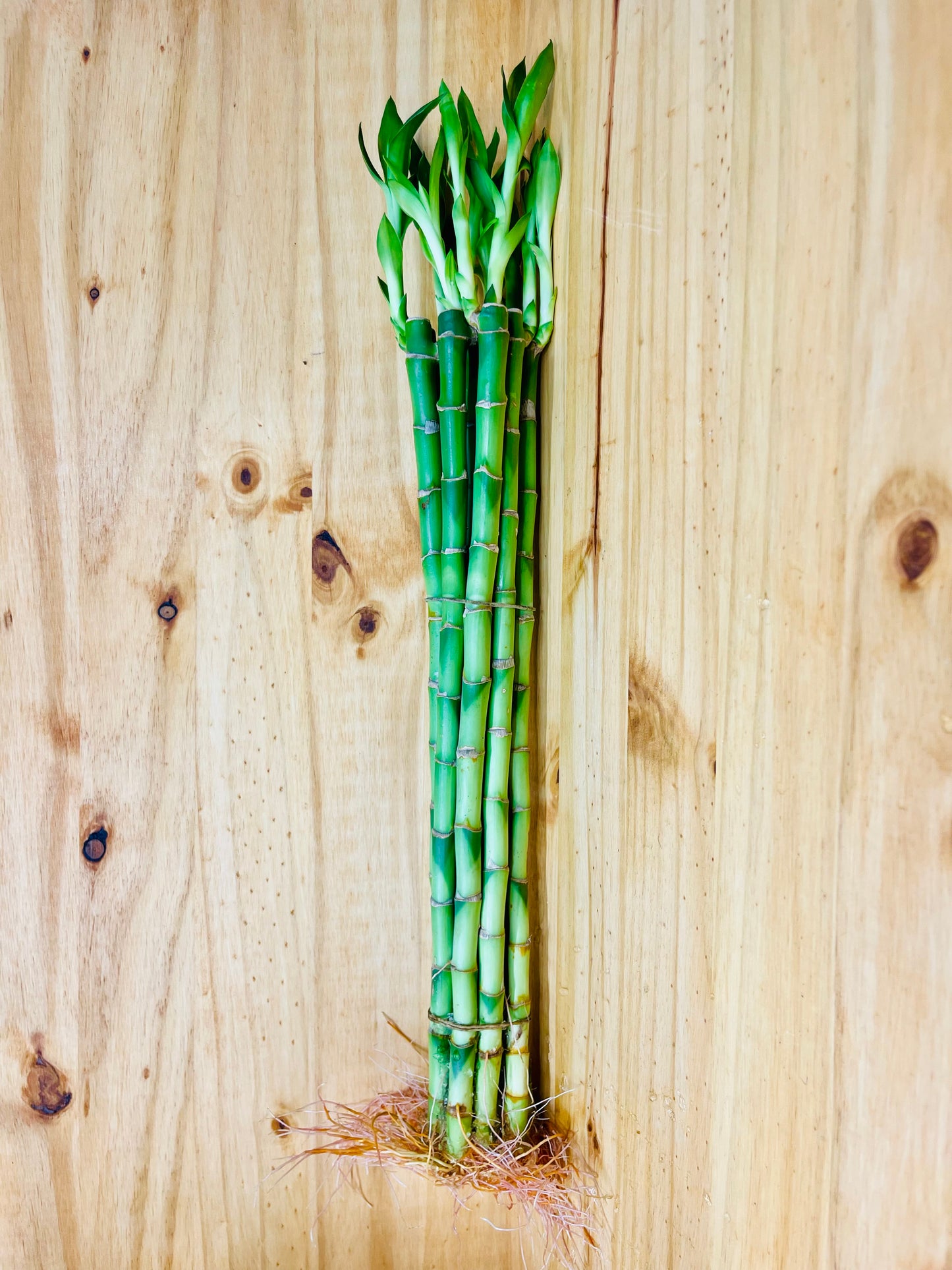 Paquete Lucky Bamboo 10 - Tallos de 6”