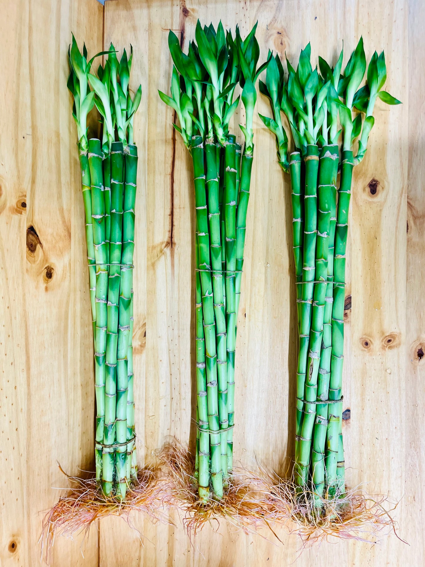 Paquete Lucky Bamboo 10 - Tallos de 6”